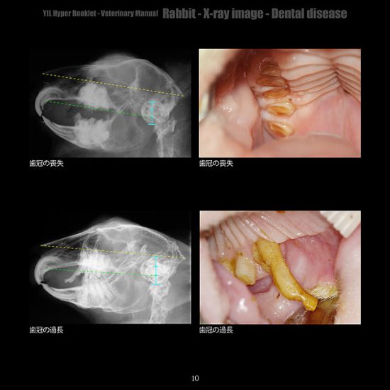 げっ歯類・ウサギ・フェレットのX線アトラス ウサギの不正咬合X線診断基準のカラー写真集(獣医師向け)