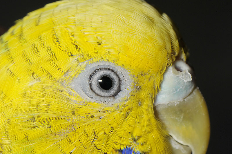 セキセイインコの目