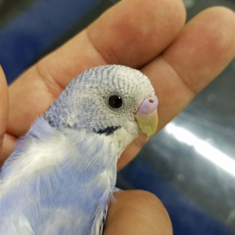 セキセイインコのヒナ