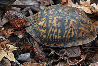激安】徳用200L リクガメ爬虫類床材 ハスクチップ ココチップ 昆虫飼育